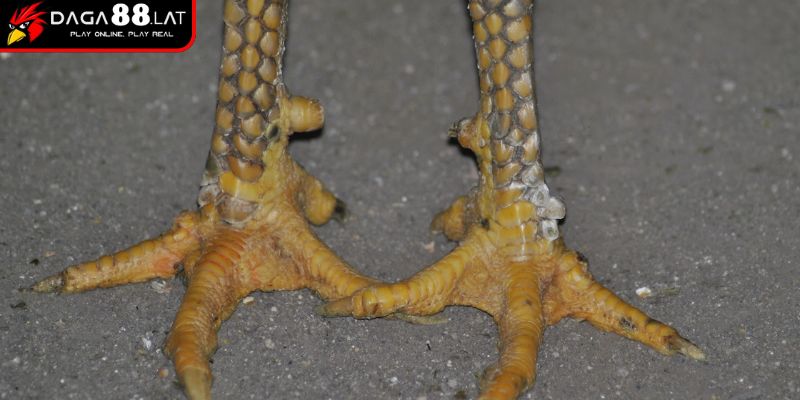 Đánh giá vảy gà tứ quý phủ địa khi mua hoặc thi đấu