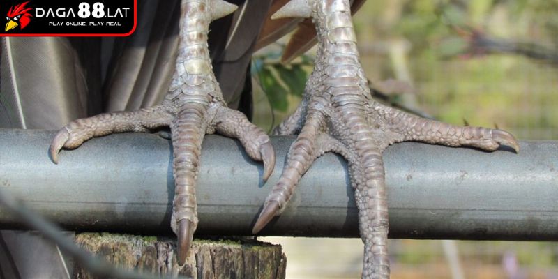 Hình dạng, kích thước